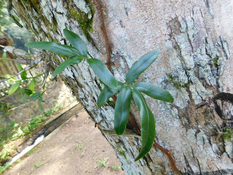 Davallia pentaphylla photo 5