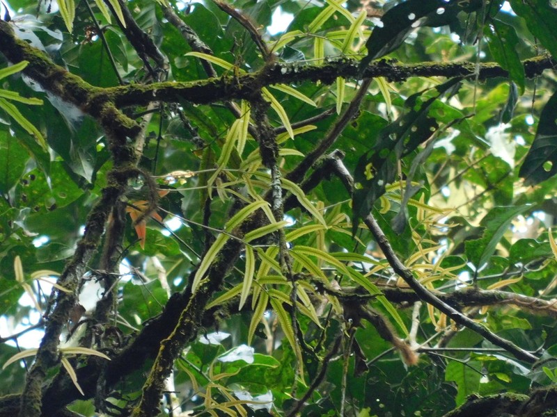 Davallia pentaphylla photo 6