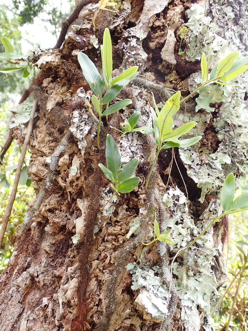 Davallia pentaphylla photo 7