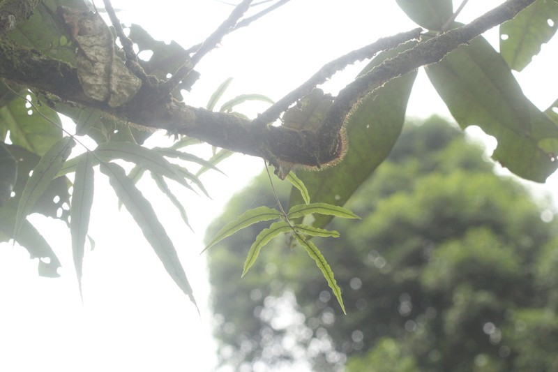Davallia pentaphylla photo 8