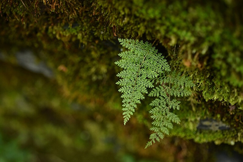 Davallia perdurans