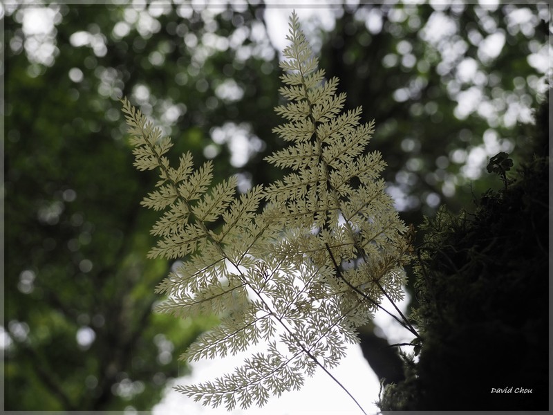 Davallia perdurans photo 5