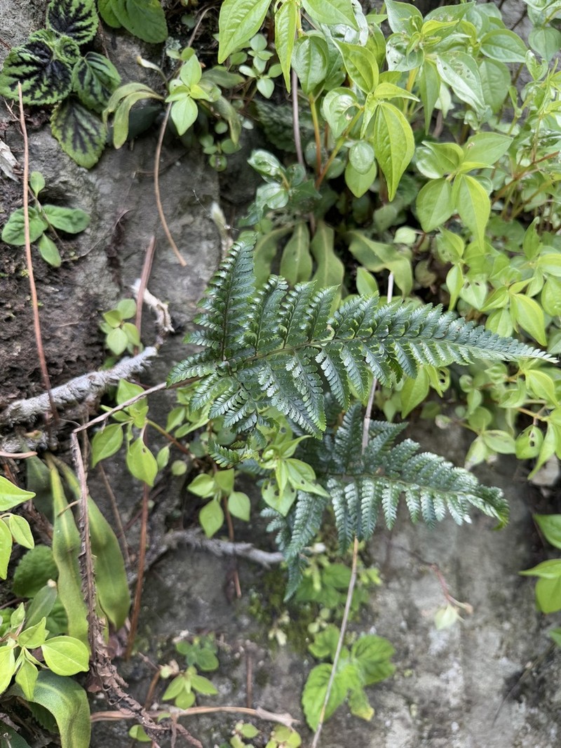 Davallia platylepis