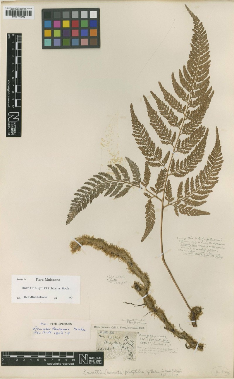 Davallia platylepis photo 3