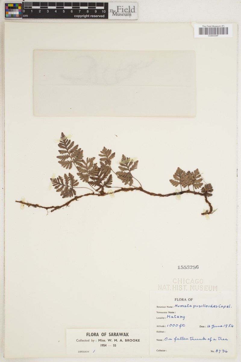Davallia pusilloides
