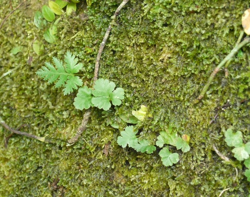 Haresfoot Fern photo 2