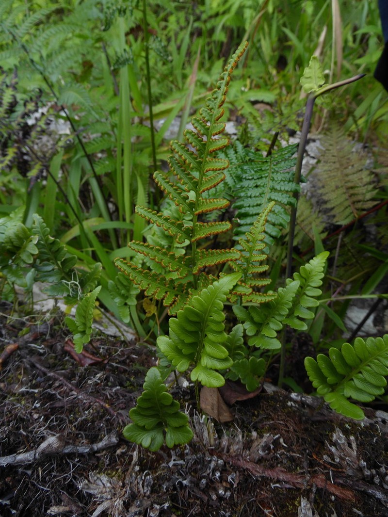 Davallia rouffaeriensis