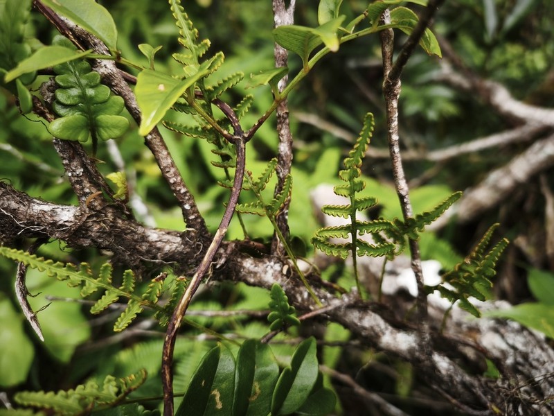 Davallia rouffaeriensis photo 2