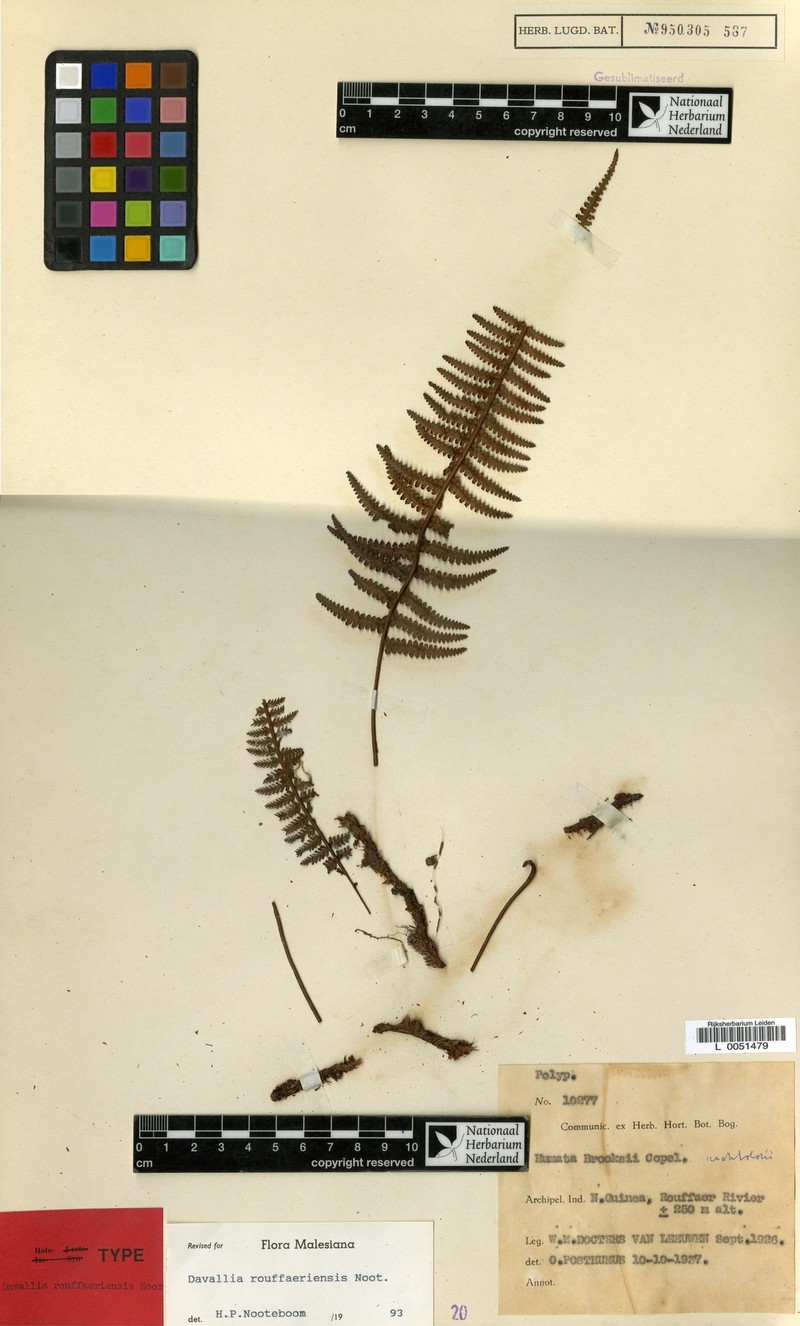 Davallia rouffaeriensis photo 3