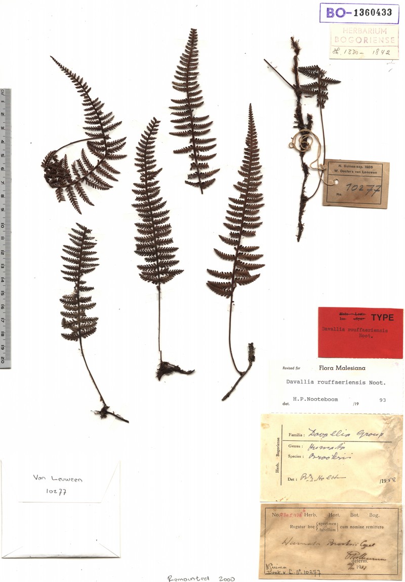 Davallia rouffaeriensis photo 4