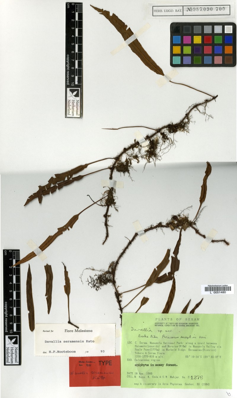 Davallia seramensis