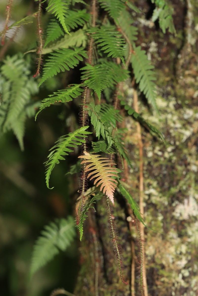 Davallia sessilifolia