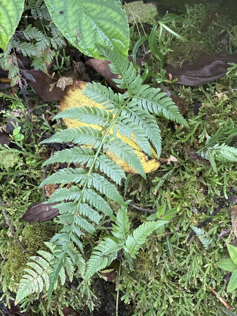 Davallia sessilifolia photo 2