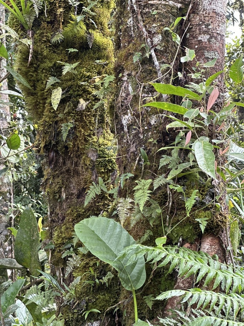 Davallia sessilifolia photo 3
