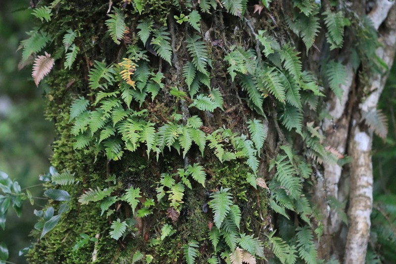 Davallia sessilifolia photo 4