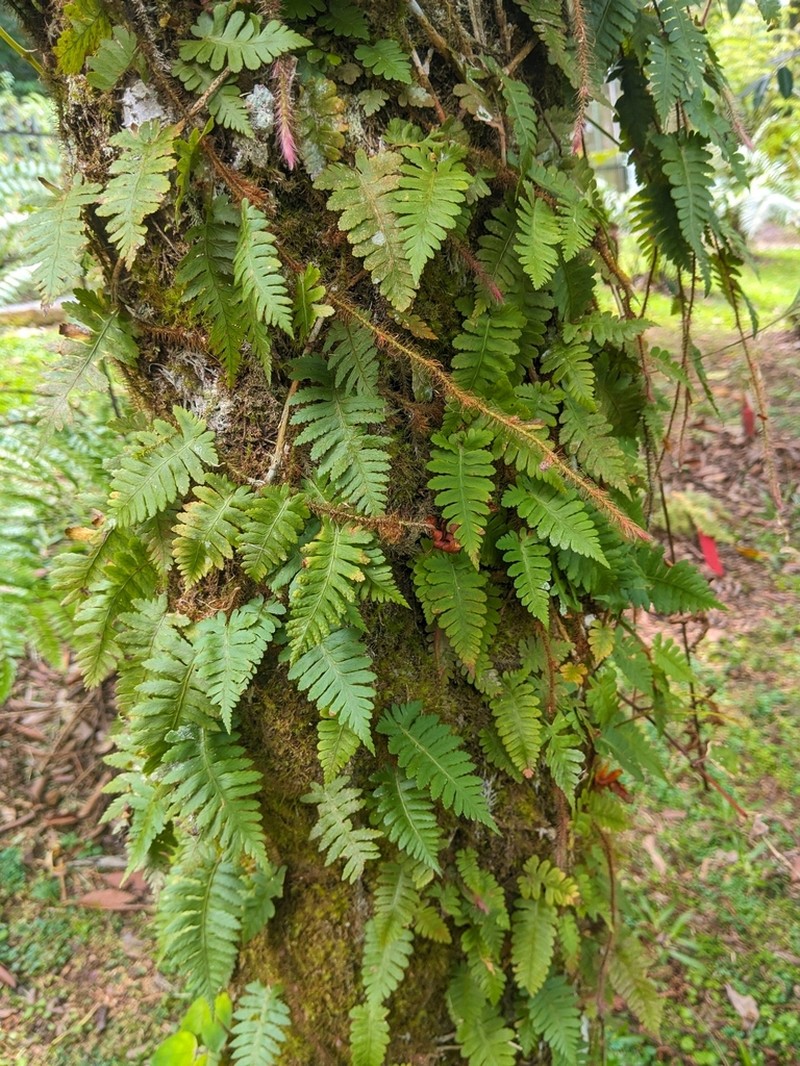 Davallia sessilifolia photo 5