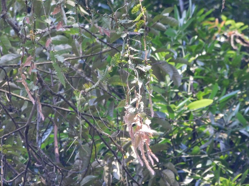 Davallia sessilifolia photo 6