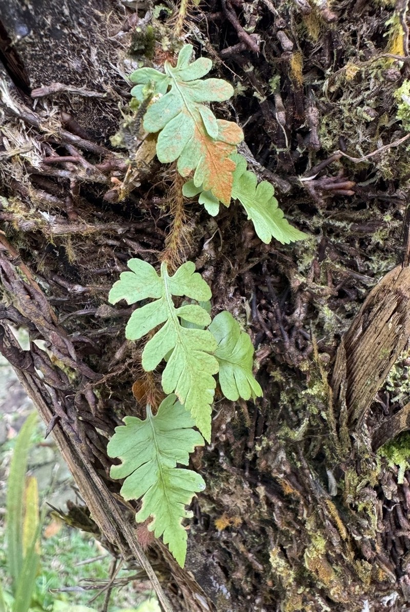 Davallia sessilifolia photo 7