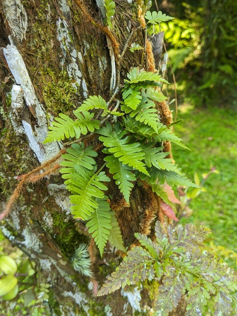 Davallia sessilifolia photo 8