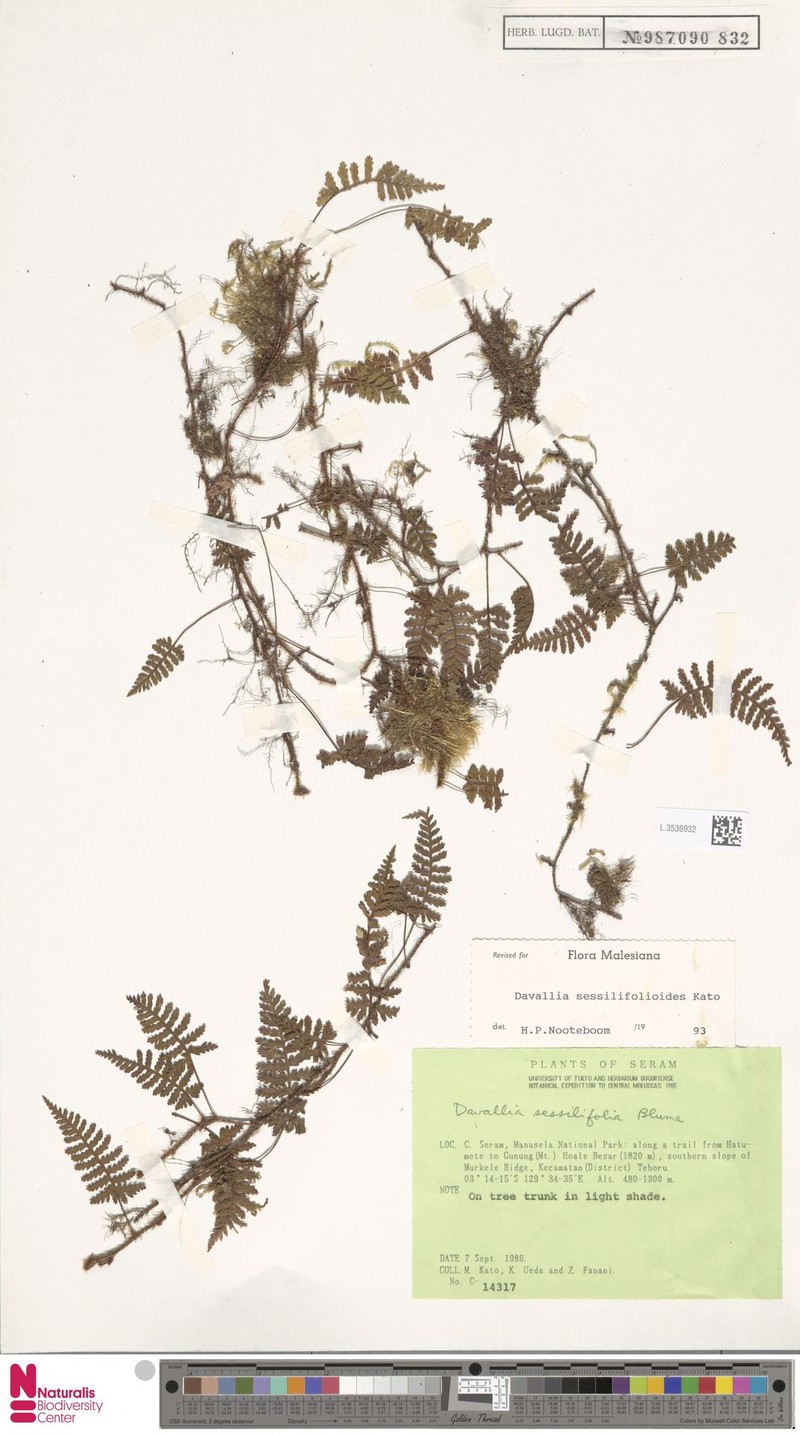 Davallia sessilifolioides