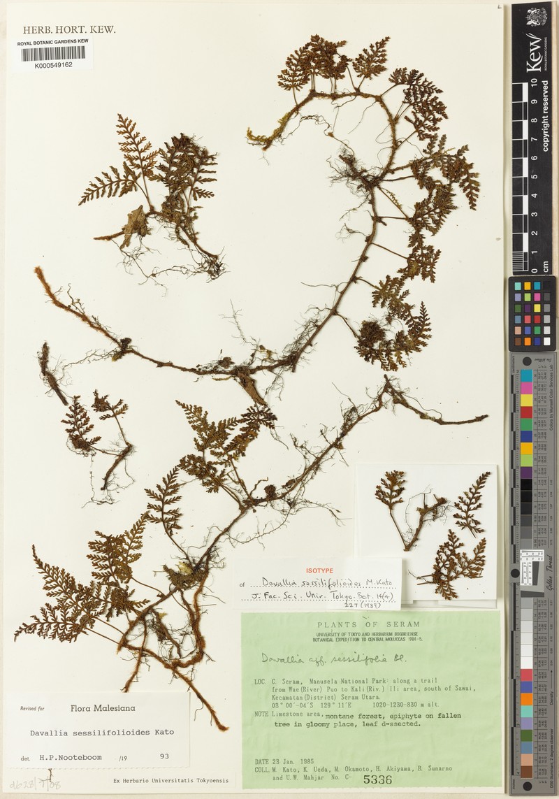 Davallia sessilifolioides photo 2