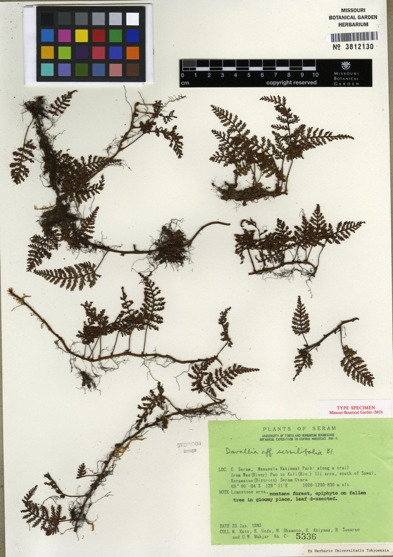 Davallia sessilifolioides photo 3