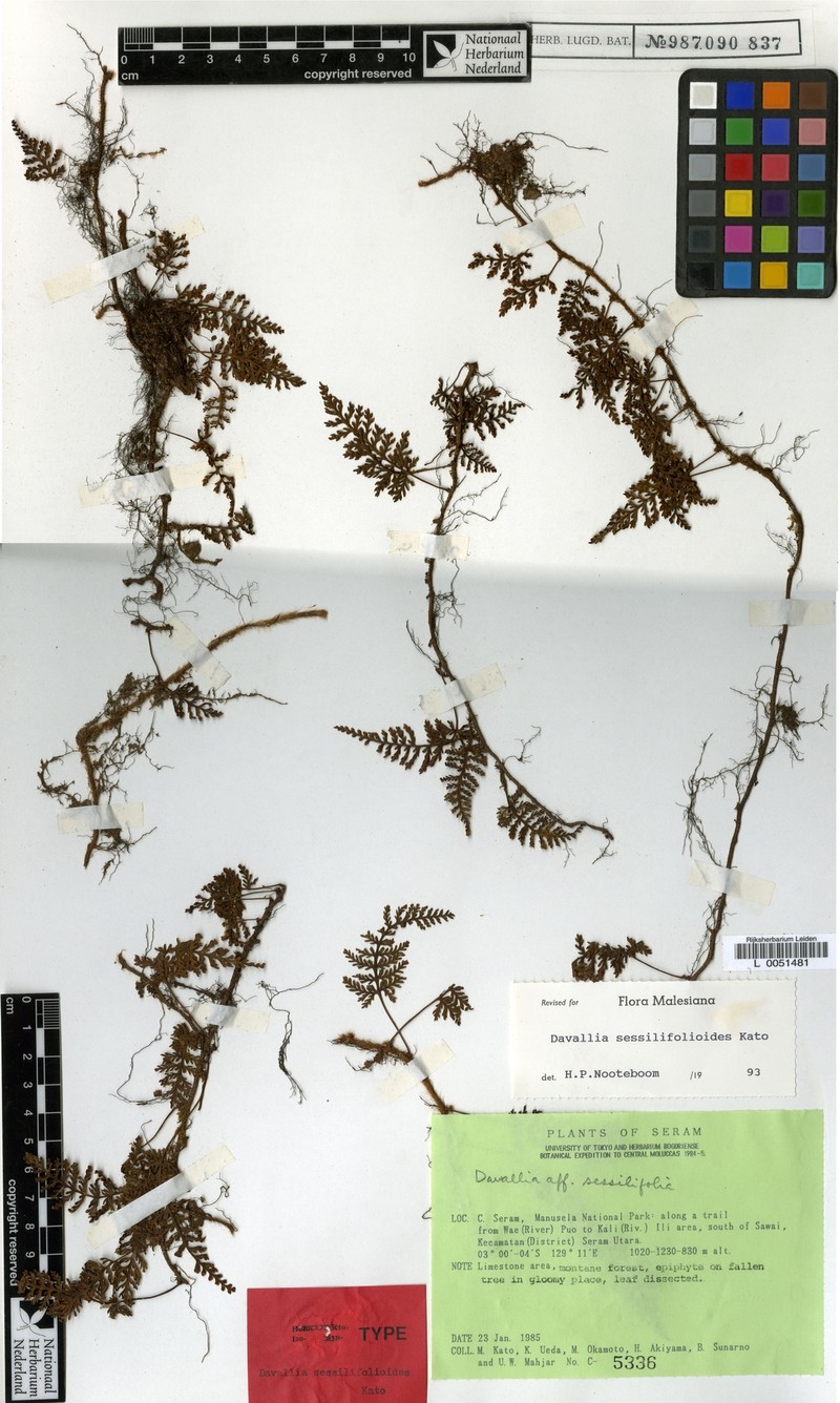 Davallia sessilifolioides photo 4