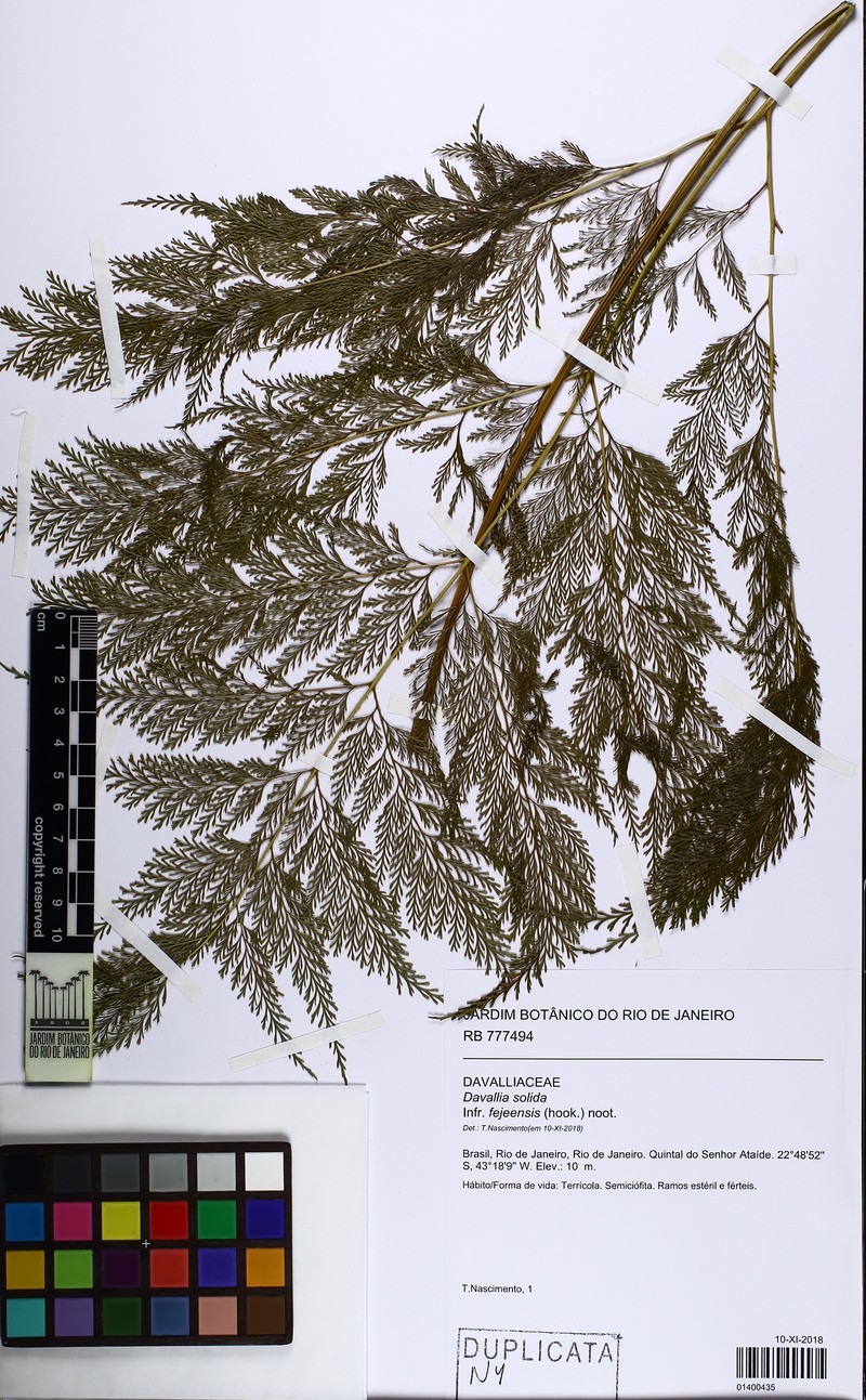 Davallia solida var. fejeensis