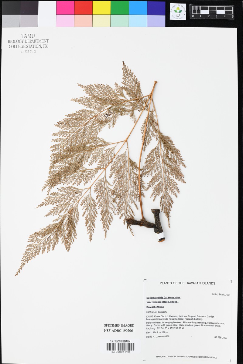 Davallia solida var. fejeensis photo 2