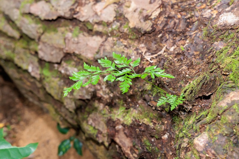 Davallia solida var. pyxidata