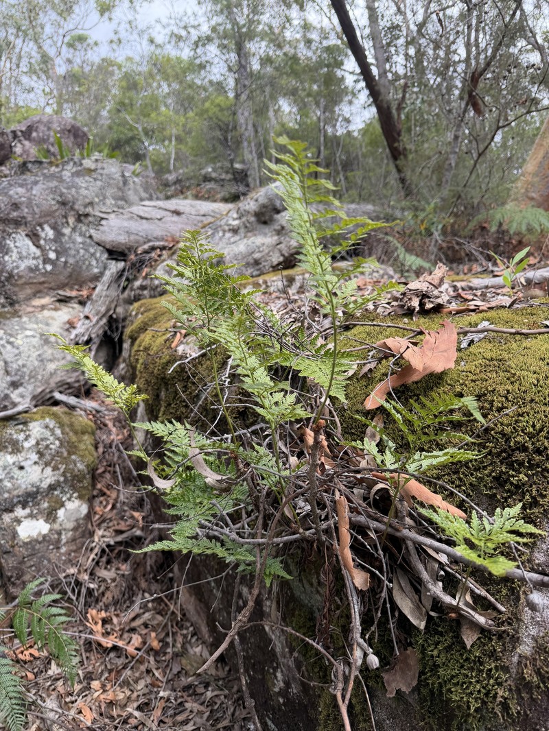 Davallia solida var. pyxidata photo 2