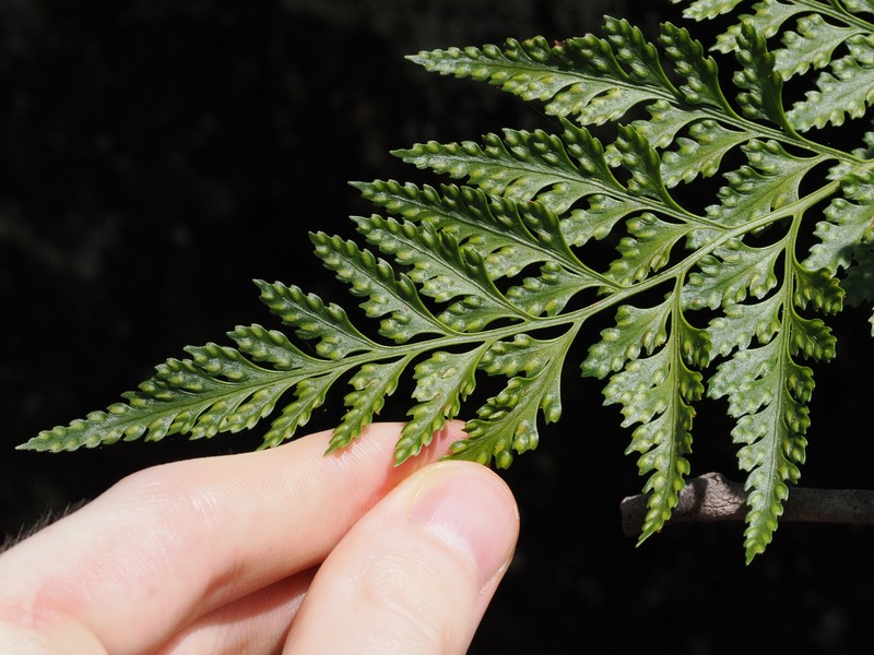 Davallia solida var. pyxidata photo 3