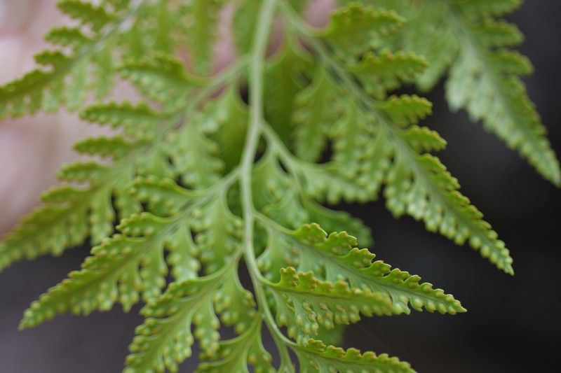 Davallia solida var. pyxidata photo 4