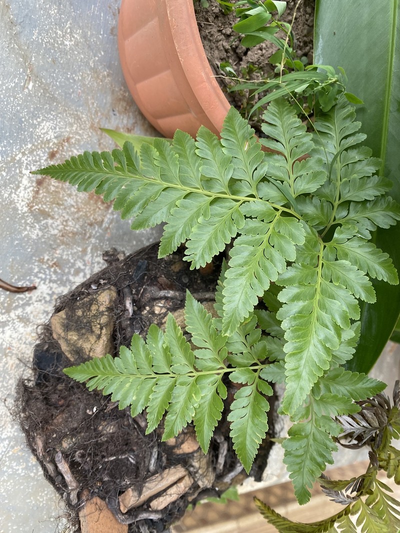 Davallia solida var. solida