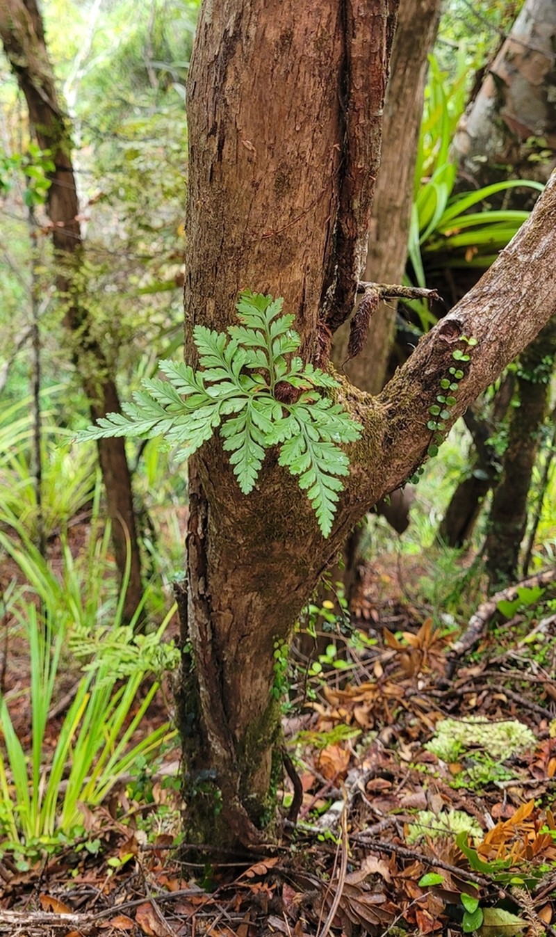 Davallia tasmanii
