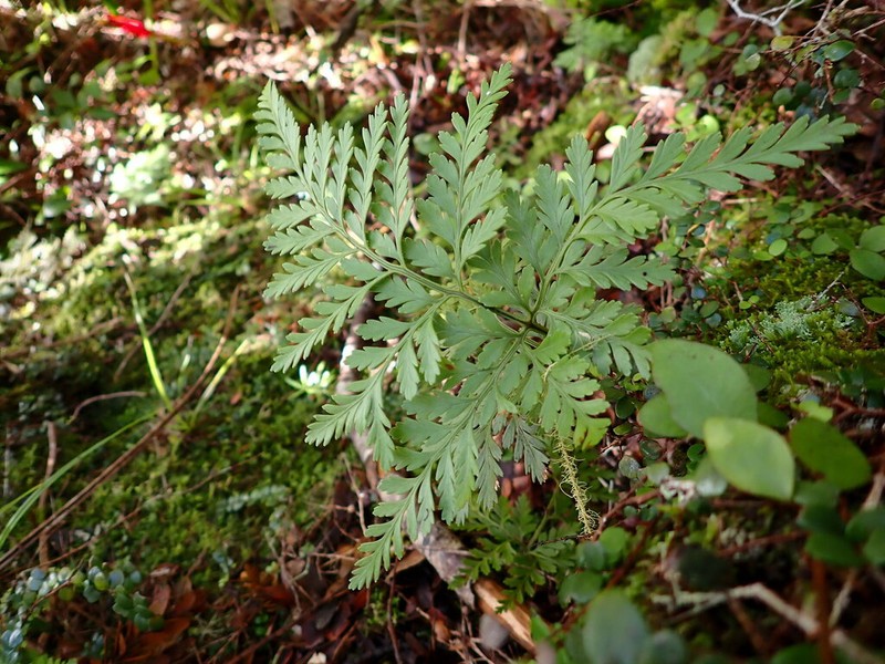 Davallia tasmanii photo 3