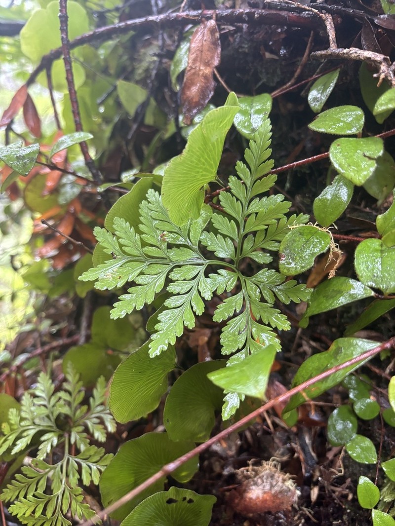 Davallia tasmanii photo 4