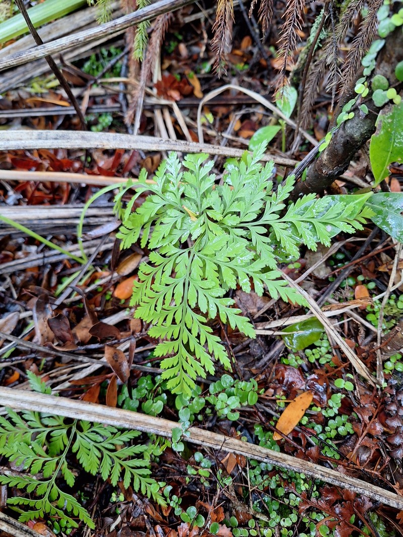 Davallia tasmanii subsp. cristata photo 3