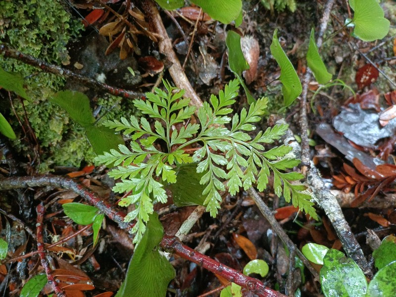 Davallia tasmanii subsp. cristata photo 4