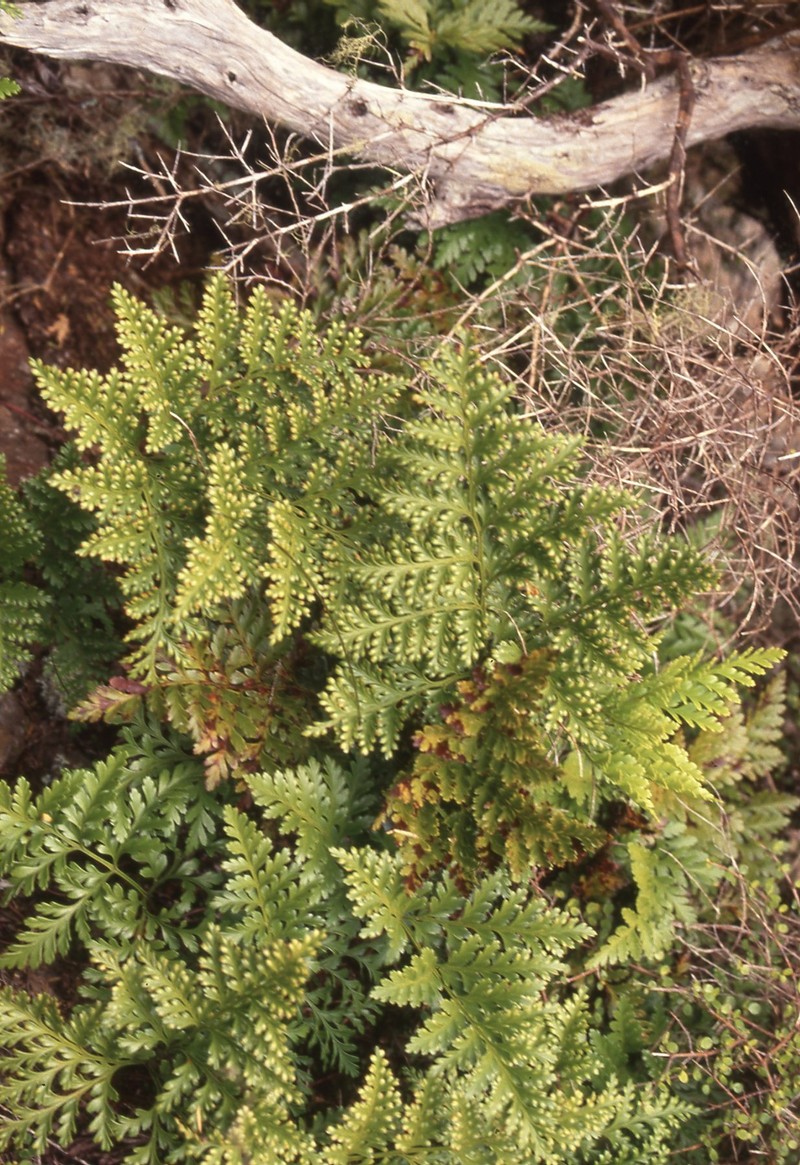 Davallia tasmanii subsp. tasmanii