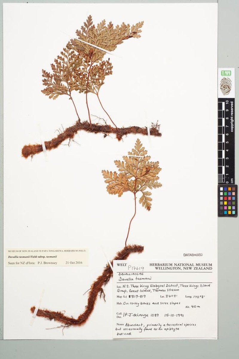 Davallia tasmanii subsp. tasmanii photo 3