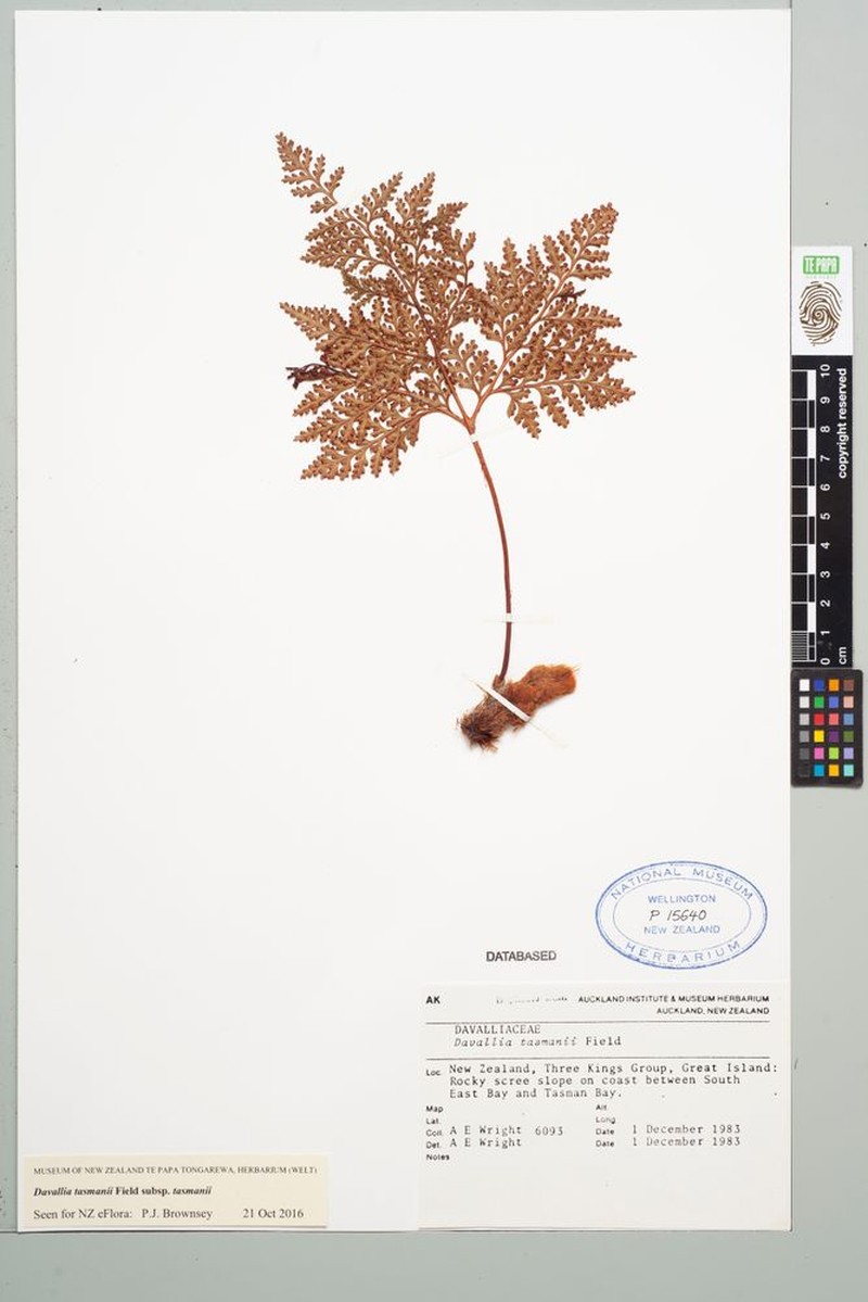 Davallia tasmanii subsp. tasmanii photo 4