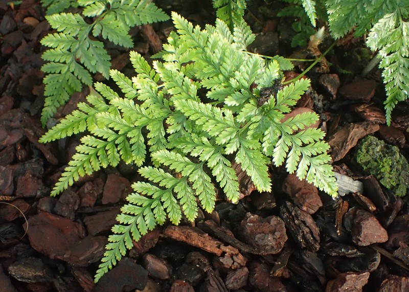 Black Rabbitsfoot Fern photo 4