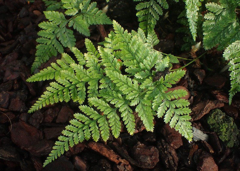Black Rabbitsfoot Fern photo 5