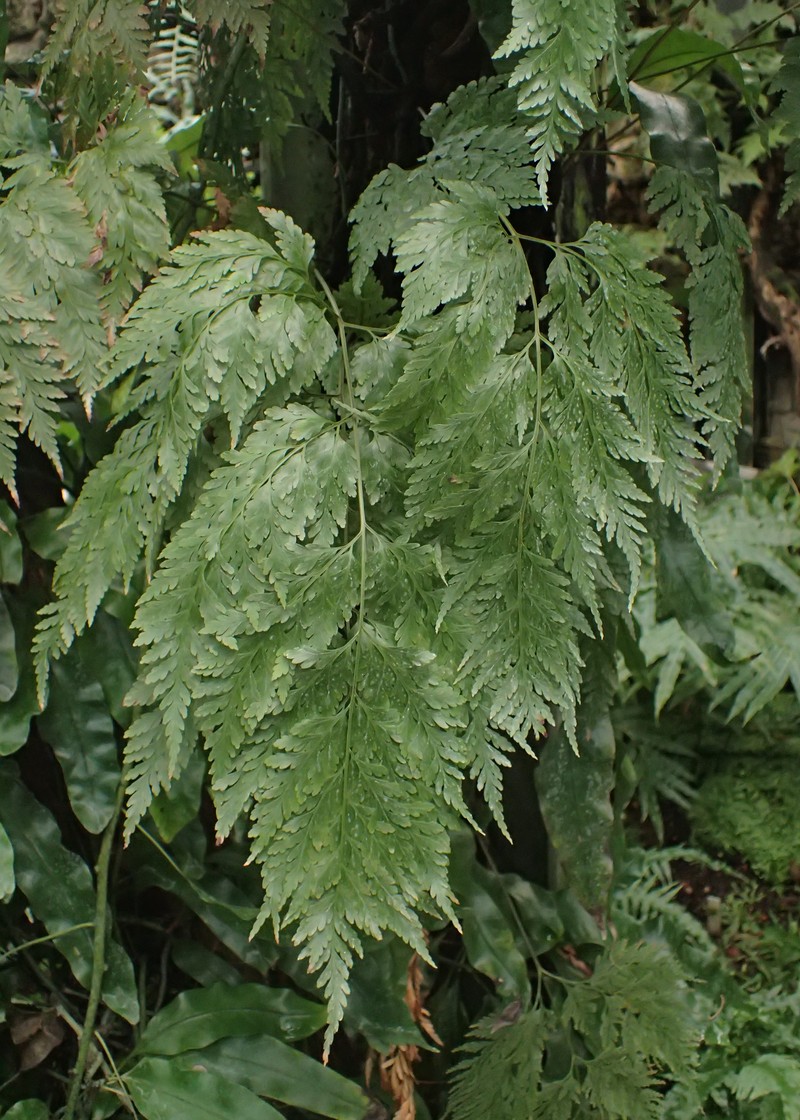 Black Rabbitsfoot Fern photo 6