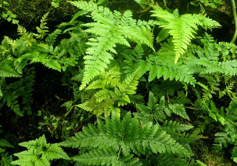 Black Rabbitsfoot Fern
