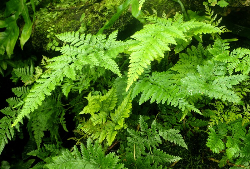 Black Rabbitsfoot Fern photo 2