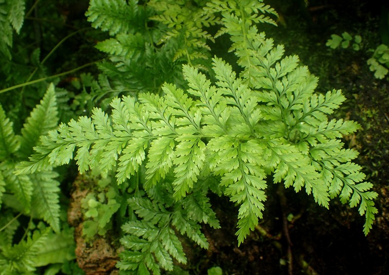Black Rabbitsfoot Fern photo 3