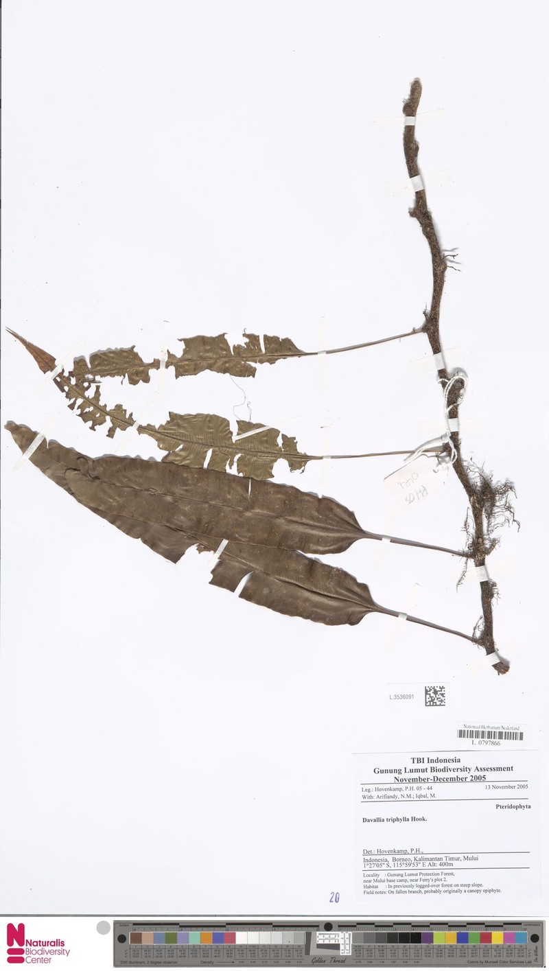 Davallia triphylla