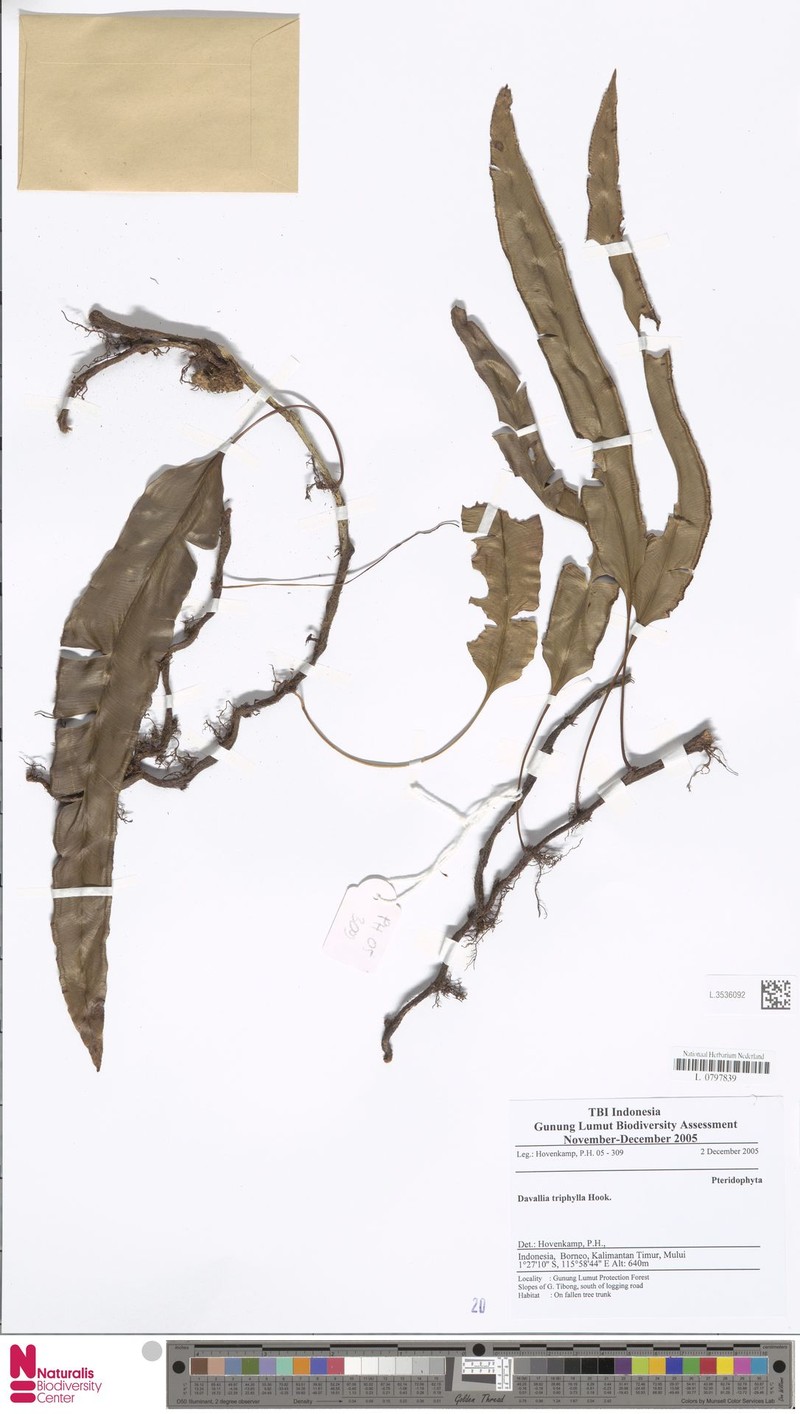 Davallia triphylla photo 2